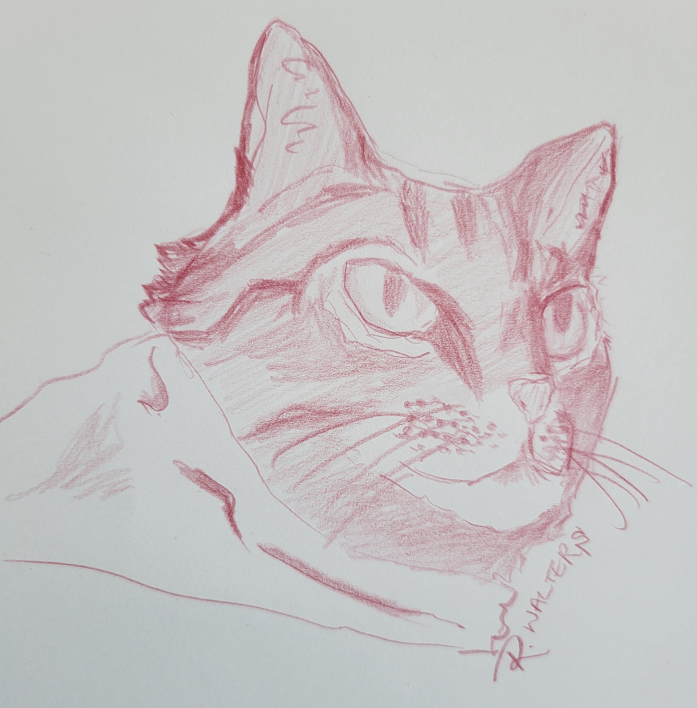 red cat study
